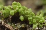 Texas Balloonwort (Sphaerocarpos texanus)