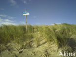 Texel