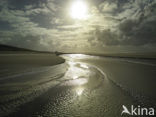 Texel