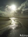 Texel