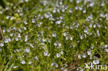 Thijmereprijs (Veronica serpyllifolia)