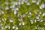 Thijmereprijs (Veronica serpyllifolia)