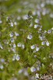 Thyme-leaved Speedwell (Veronica serpyllifolia)