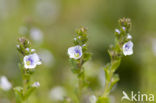 Thijmereprijs (Veronica serpyllifolia)