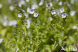 Thijmereprijs (Veronica serpyllifolia)