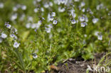 Thyme-leaved Speedwell (Veronica serpyllifolia)