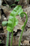 Tongvaren (Asplenium scolopendrium)