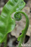 Tongvaren (Asplenium scolopendrium)