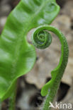Hartstonque (Asplenium scolopendrium)