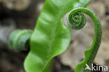 Tongvaren (Asplenium scolopendrium)