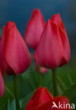 Tulp (Tulipa)