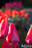 Tulp (Tulipa)