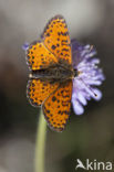 Spotted Fritillary (Melitaea didyma)