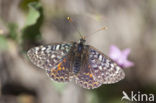 Tweekleurige parelmoervlinder (Melitaea didyma)