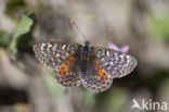 Tweekleurige parelmoervlinder (Melitaea didyma)