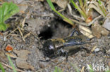 Field-cricket (Gryllus campestris)