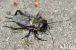 Field-cricket (Gryllus campestris)