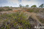 Veldleeuwerik (Alauda arvensis) 