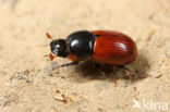 Veldmestkever (Aphodius fimetarius)