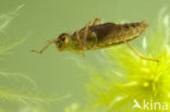 White-faced Darter (Leucorrhinia dubia)