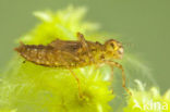 White-faced Darter (Leucorrhinia dubia)