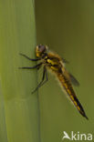 Viervlek (Libellula quadrimaculata)