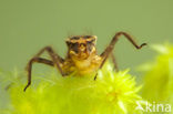 Four-spotted Chaser (Libellula quadrimaculata)