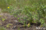 Viltganzerik (Potentilla argentea)