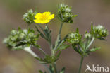 Viltganzerik (Potentilla argentea)