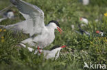 Common Tern (Sterna hirundo)