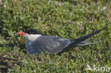 Common Tern (Sterna hirundo)