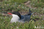 Common Tern (Sterna hirundo)