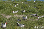 Common Tern (Sterna hirundo)