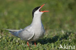 Common Tern (Sterna hirundo)