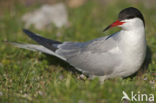 Common Tern (Sterna hirundo)