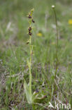 Vliegenorchis (Ophrys insectifera) 