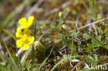 Spring Cinquefoil (Potentilla tabernaemontani)