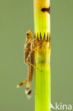 Large Red Damselfly (Pyrrhosoma nymphula)