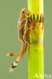 Vuurjuffer (Pyrrhosoma nymphula)