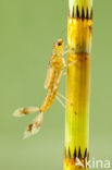 Large Red Damselfly (Pyrrhosoma nymphula)