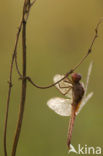 Scarlet Dragonfly (Crocothemis erythraea)