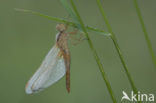 Vuurlibel (Crocothemis erythraea)