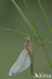 Vuurlibel (Crocothemis erythraea)