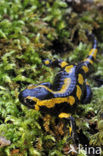 Fire Salamander (Salamandra salamandra)