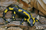 Vuursalamander (Salamandra salamandra) 