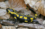 Vuursalamander (Salamandra salamandra) 