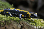 Vuursalamander (Salamandra salamandra) 