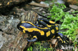 Vuursalamander (Salamandra salamandra) 