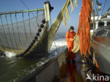 Waddensea