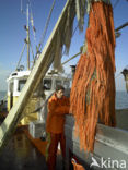 Waddensea